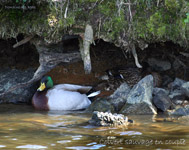 Colvert_en couple_6154.jpg